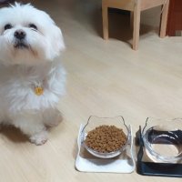 review of 강아지 고양이 3단 각도 조절 식기 2구