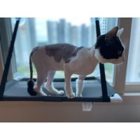 review of 고양이창문해먹 20kg 고양이 윈도우 캣히먹 선반 침대