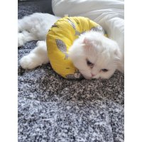 review of 딩동펫 강아지 고양이 넥카라 도넛 양면 넥카라 S