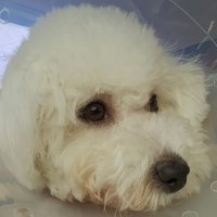 review of 노리펫 노리펫 우드 수직 고양이 스크래쳐