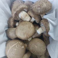 review of 2023년 자연산송이버섯 백두산(중국)-300g 500g 1kg 생송이버섯 신선특급