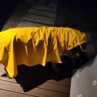 review of 강아지 우비 개우산 비올 비옷 애견 곰돌이 댕댕이 레인코트 산책 바람막이 눈올때