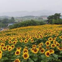 review of 암막 초경량 양산 UPF50 추천상품 자외선차단 우산