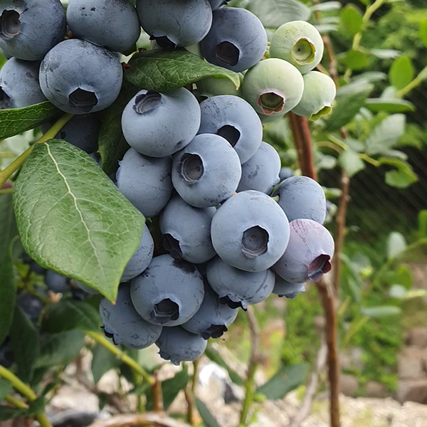 25년 햇 수확 국내산 생 블루베리