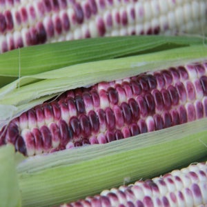 강원도 정선 흑찰 생옥수수 냉동 찐 삶은