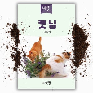 캣닙 씨앗 1g 캣닢 캣잎 개박하 고양이풀 키우기