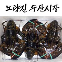 JUMBO 점보 생물 랍스타 500g(최상급)/특급배송/주말서울권당일배송