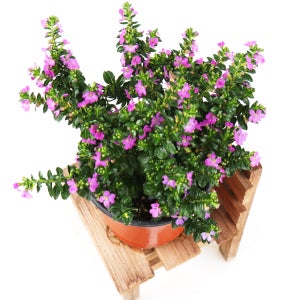 갑조네 구피아 쿠페아 꽃 생화 꽃모종