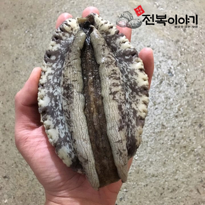 (대통령상 수상) 진도 활전복 특대 1kg 꼬마 완도 전복 6미부터 설 명절 <b>선물</b>세트