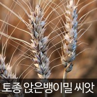 앉은뱅이밀 씨앗 토종밀 종자 재래종 호밀 씨 300알