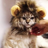 고양이 강아지 사자모자 애견 애완견 할로윈 사자 모자 코스튬 의상 악세사리 Dogloveit Pet Costume Lion Mane Wig for Dog Cat Halloween