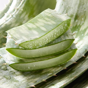 [유기농]생알로에사포나리아 2kg  먹는알로에