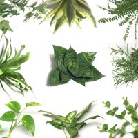수경재배식물 실내공기정화식물 아이비 스킨답서스 몬스테라 스파티필름 테이블야자