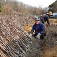 싱싱 대추묘목 2년생 특묘 5주단위( 사과대추 ) 바로주문 알찬들애