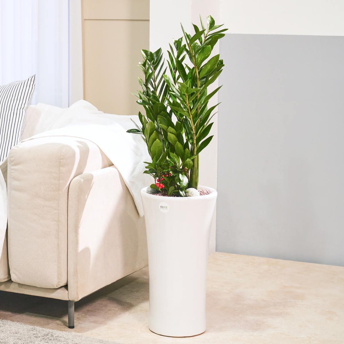 금전수 개업 축하 화분 배달 돈나무 거실 인테리어 집들이 화분 <b>선물</b>