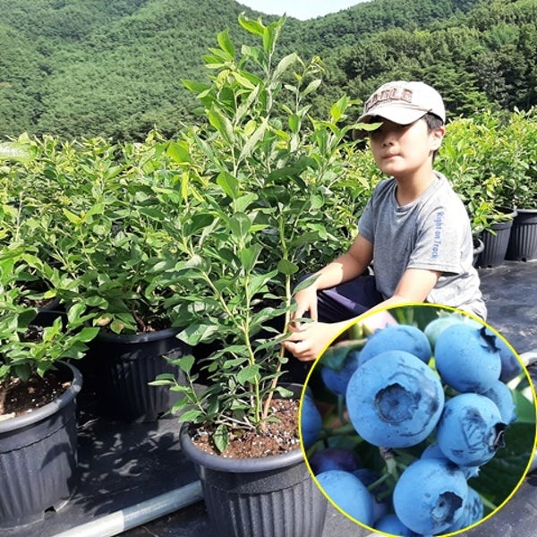 합천베리농장 왕블루베리묘목 3년6개월 듀크 블루베리나무 재배 키우기