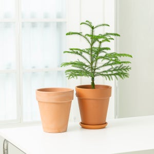 데로마 테라코타 토분 인테리어화분 바소 알토 화이트 30cm