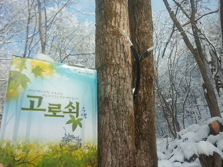 다래팜핑 이미지