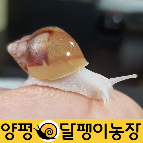 달팽이키우기 백와(2~3cm) 아프리카왕달팽이