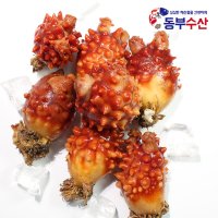 싱싱한 국산 멍게 1kg 멍게회 생멍게 자연산 돌멍게