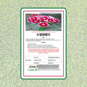 수염패랭이꽃 1kg 수염패랭이씨 수염패랭이씨앗 수염패랭이종자 야생화씨앗