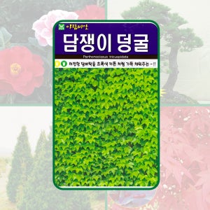 담쟁이 덩굴 100립 허전한 담벼락을 초록색 커튼 처럼 가득 채워주는 아람종묘 나무 씨앗