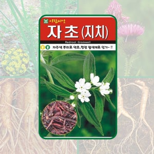 (아람 종묘,뉴코리아팜) 자초(지치) 약초 종자 500립 약초 또는 천연 염색제로 사용되는