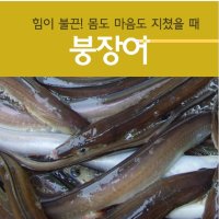 바다장어 붕장어 장어탕용 500-1kg 생장어 장어구이 장어탕 아나고