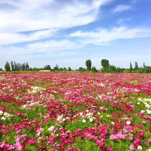 왜성 코스모스 씨앗 1kg 관공서 납품용