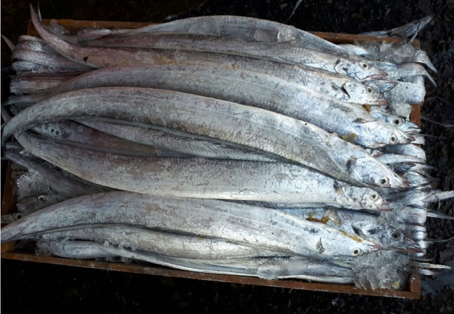 목포 먹갈치 소갈치 150g내외 5마리 통갈치 생갈치 목포먹갈치 생물갈치