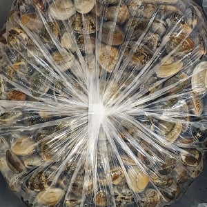 [해수해감, 산지직송] 고창 참 바지락 10kg, 1개