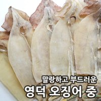 빅건어물 영덕오징어 중 5마리 국내산오징어 마른 건조오징어