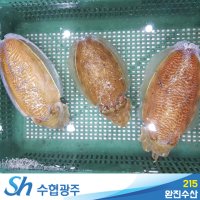 살아있는 자연산 생물 갑오징어(통갑오징어/손질갑오징어/반건조갑오징어)