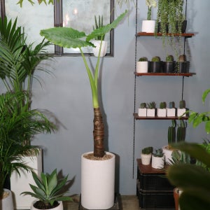 공기정화 화분 대형 알로카시아 - 테라조 화분