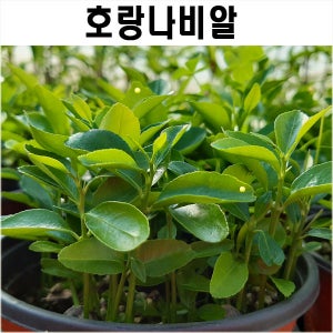 호랑나비 알화분 (사육키트)