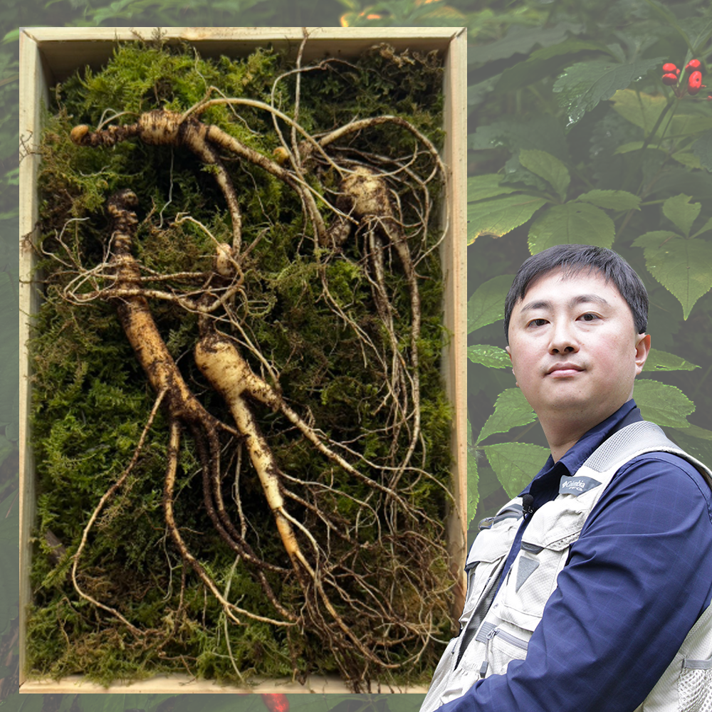 <b>산삼</b> <b>산양삼</b> 장뇌삼 12년근 파삼 100g 유재덕의<b>산양</b><b>산삼</b>
