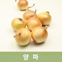 양파 20kg내외 두리반 농산