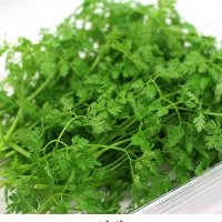 차빌 허브생잎 50g chervil 챠빌 처빌