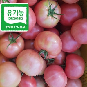 유기농 찰 토마토 5키로