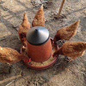 자동 닭모이통 병아리먹이통 그릇 용기 반포용