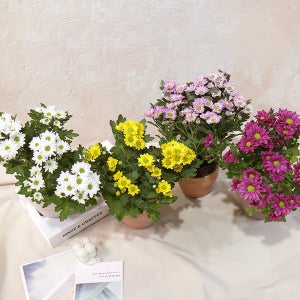 갑조네 국화 4개세트 랜덤 야생화 소국 노지월동 가을 꽃모종