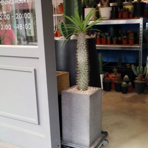 사막의 야자수 라메리 선인장 - 사각 시멘트화분