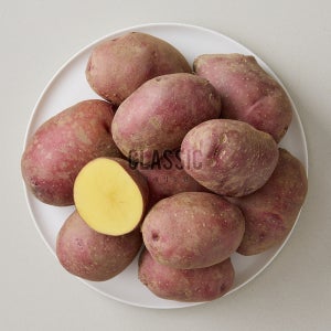 햇 감자 카스테라 홍감자 3kg 5kg 10kg