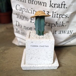 미니용신목 선인장 - 테라조