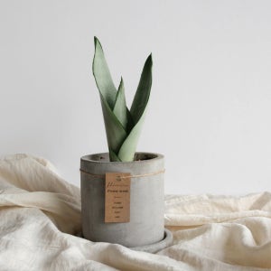 공기정화식물 산세베리아 문샤인