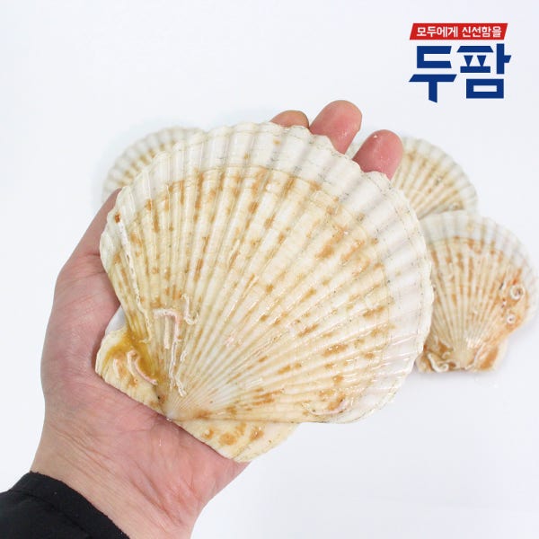 살아있는 대왕 참가리비 1kg 왕가리비 조개구이 캠핑조개