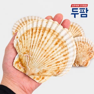 살아있는 대왕 참가리비 1kg 왕가리비 조개구이 캠핑조개
