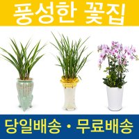 축하난 난배달 동양란 서양란 승진화분 취임축하난