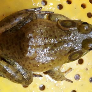 황소개구리(냉동) 1kg 2-8마리내외 식용개구리 개구리즙