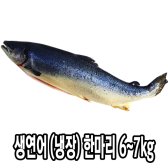 다인 생연어 한마리 6~7kg (냉장/1kg당15500원)